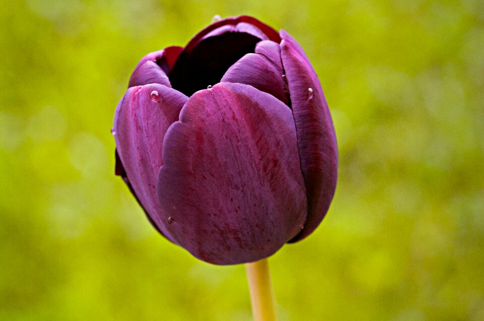 Bloom schnittblume violet