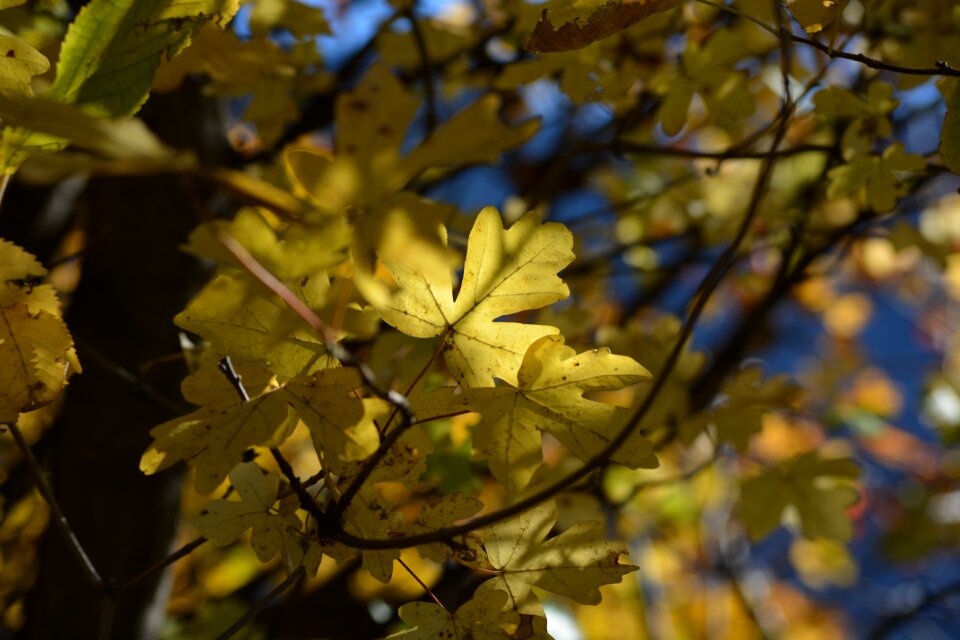 Autumn colored fall leaves