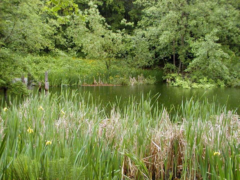 Discovery Park Pond