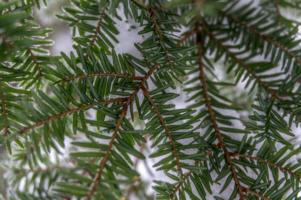 Lightly frozen leaves.
