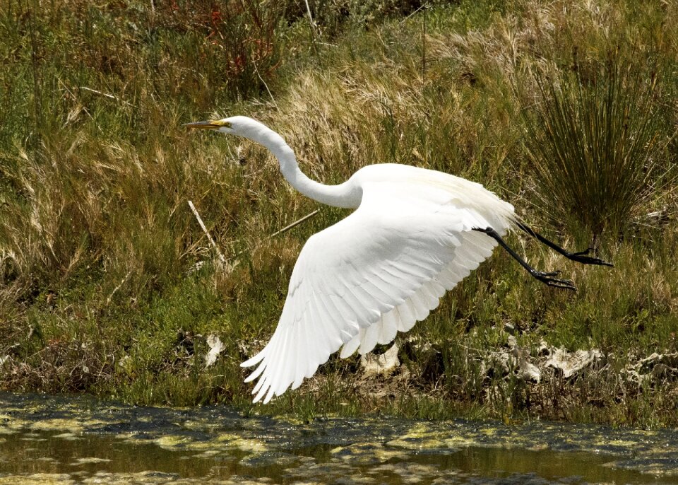 Flying nature water - Free photos on creazilla.com