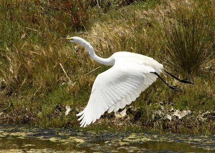 Flying nature water photo