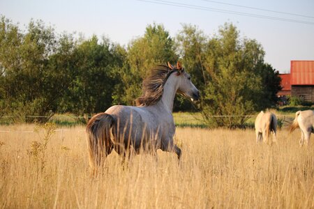 Grass thoroughbred arabian flock