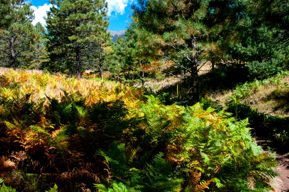 Aspen Loop / Arizona Trail