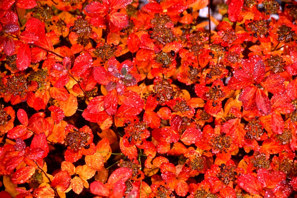 Fall color on a wet day