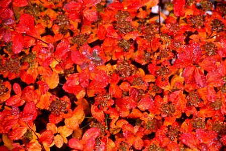 Fall color on a wet day