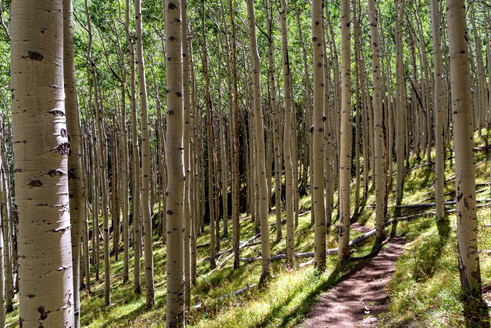 Inner Basin Trail: Below the Waterline