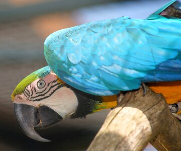 Colorful plumage animal