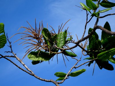Triplaris americana , pau-formiga, flores masculinas, male-flowers