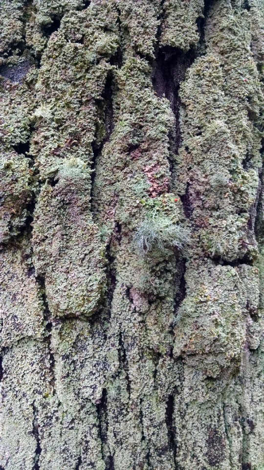 liquen