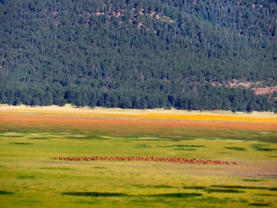 Elk Herd at Mormon Lake