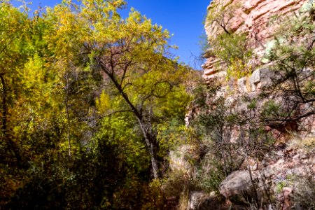 Fall color on Parsons Trail (November 8, 2017)