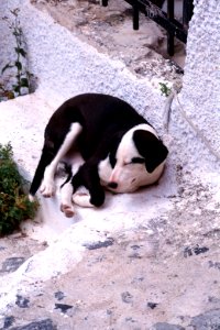 sleeping dog photo