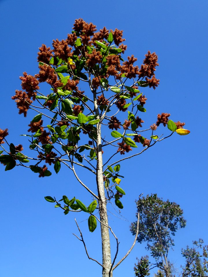 Pau-formiga "Triplaris americana"
