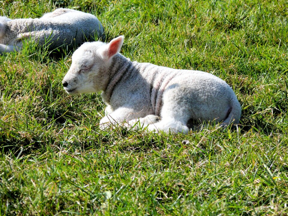 Animal spring lambs