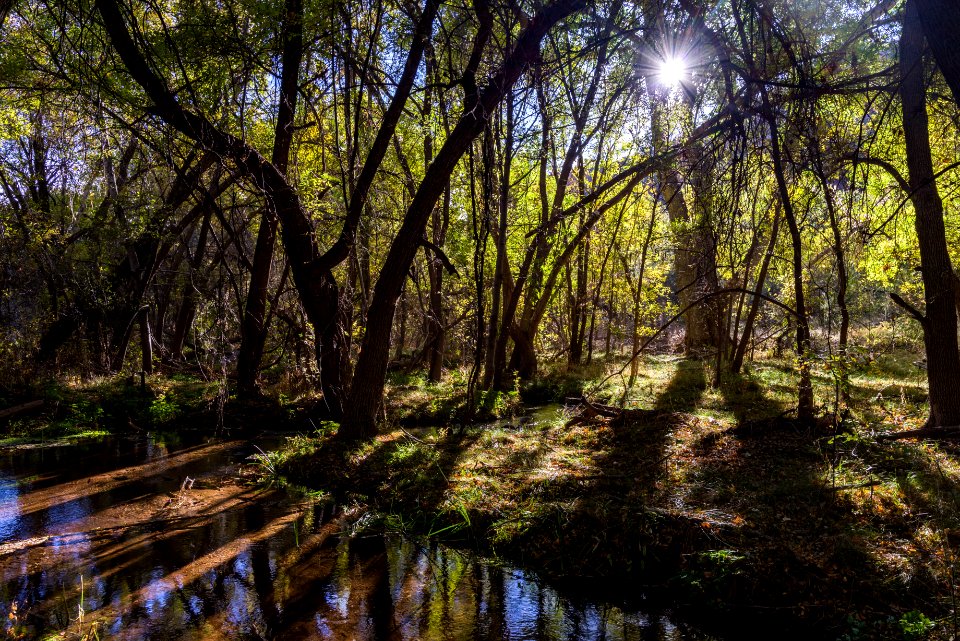 Fall color on Parsons Trail (November 8, 2017)