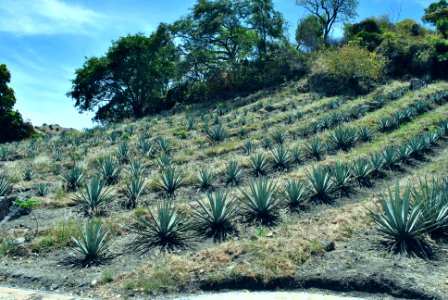 Tequila
