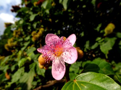 "Bixa orellana" Urucum