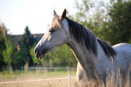 Thoroughbred arabian pasture summer