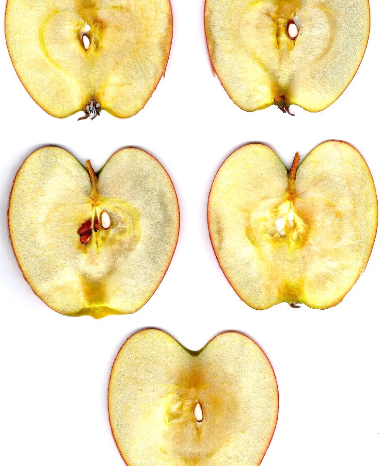 Nuclear apple core cross section