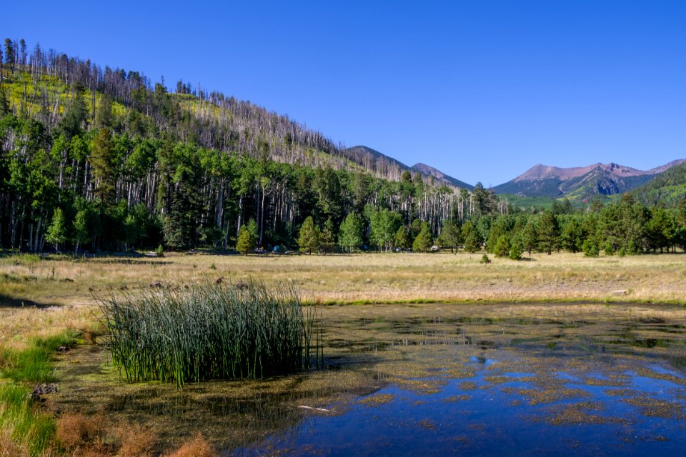 Lockett Meadow