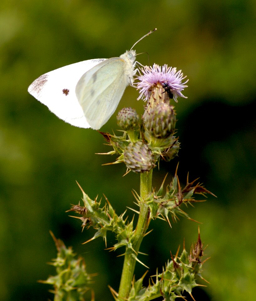 Nature black and white purple