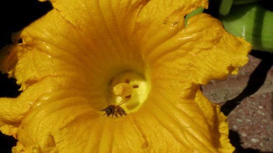 Abeja europea