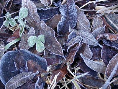 Frosty Leaves