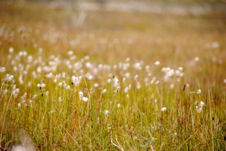 Cotton Grass