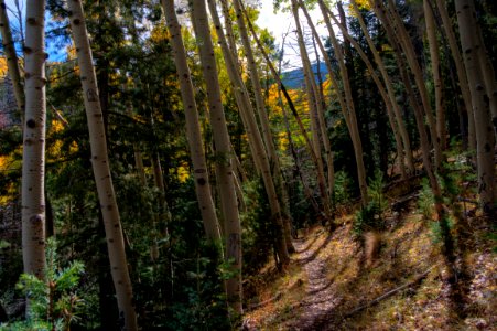 Bear Jaw Trail
