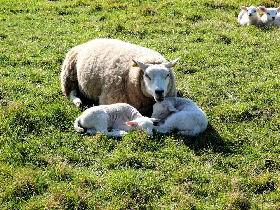 Landscape countryside animals