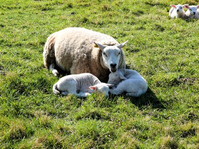 Landscape countryside animals photo