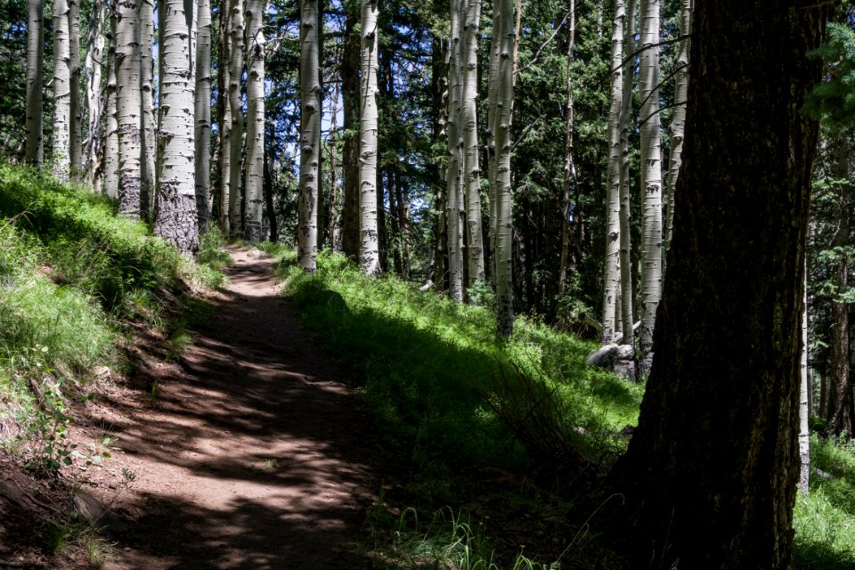 Inner Basin Trail No. 29
