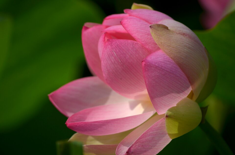 Plant water flower flower
