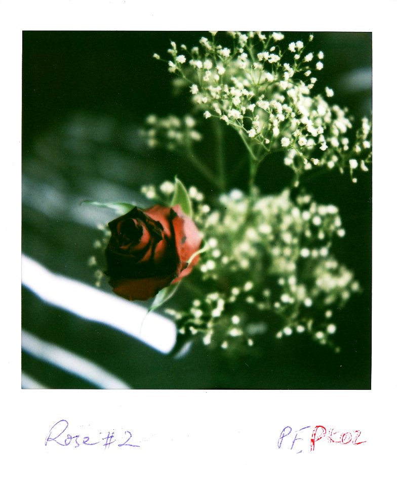 Rose #2