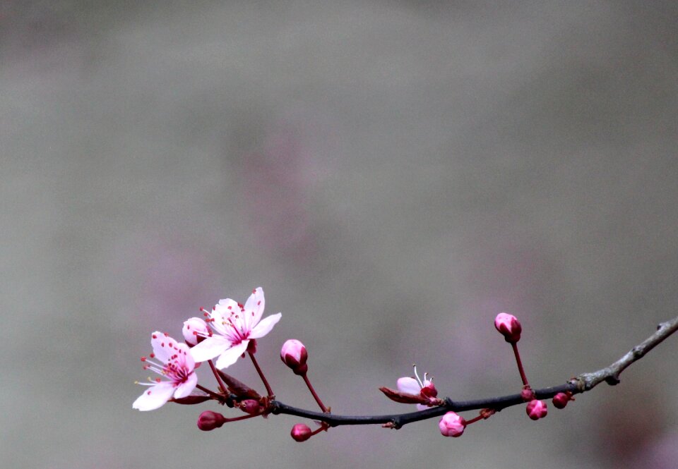 Bloom tree red