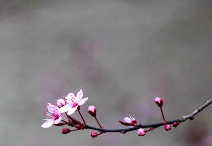 Bloom tree red