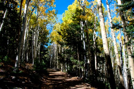 Waterline Trail