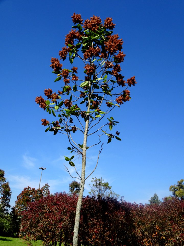 Pau-formiga "Triplaris americana"
