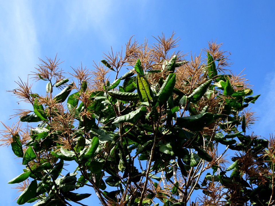 Triplaris americana , pau-formiga, flores masculinas, male-flowers