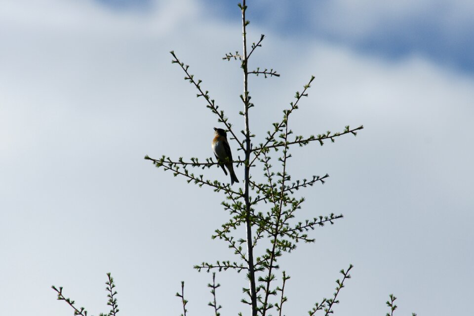 Feathered race tree wildlife