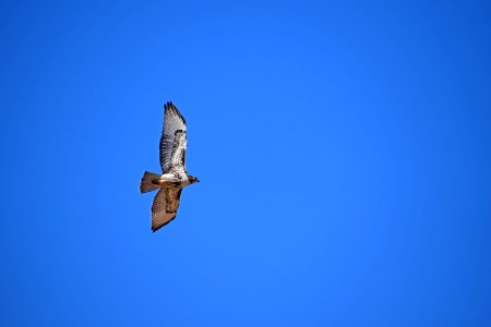 Red-Tailed Hawk