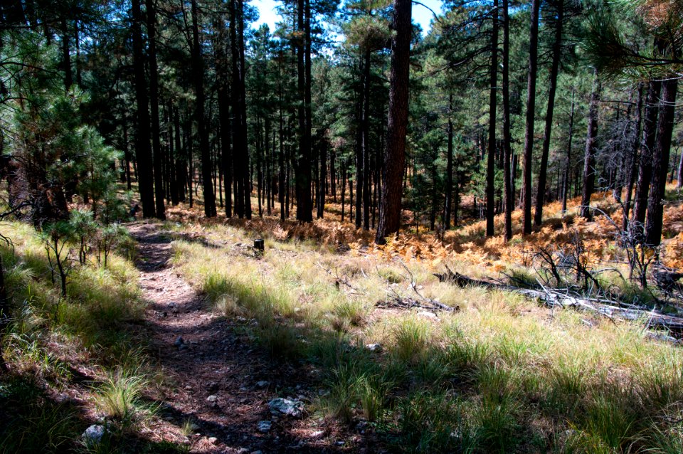 Fred Haught Trail #141