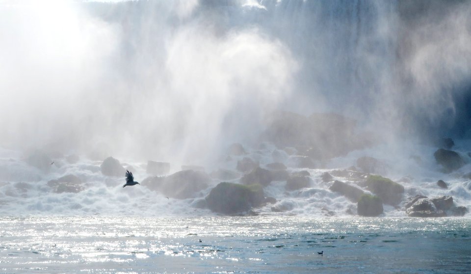 Bird in front of American Falls photo