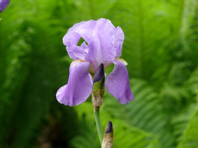 Flowers nature plants