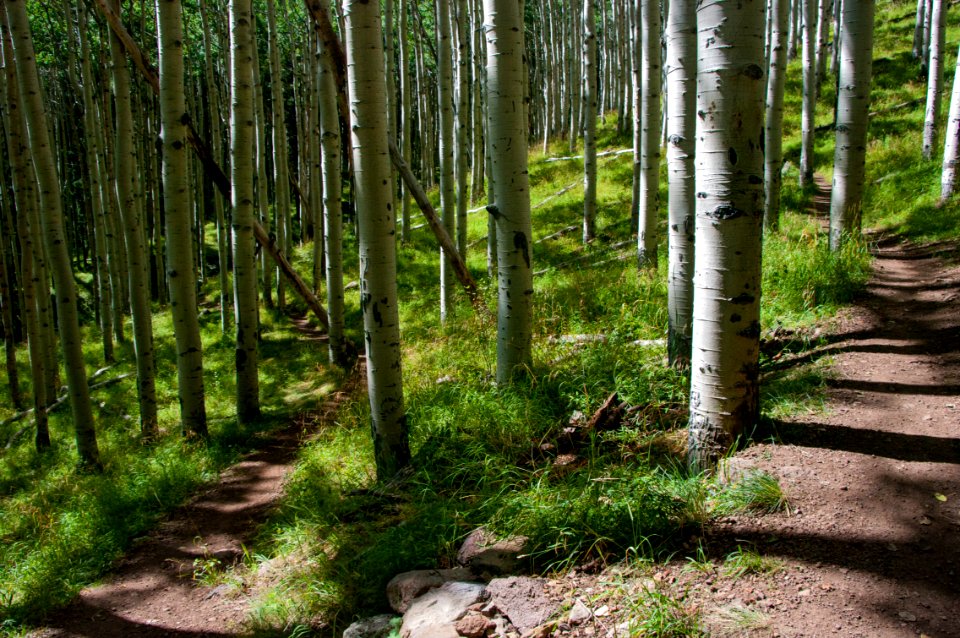 Inner Basin Trail