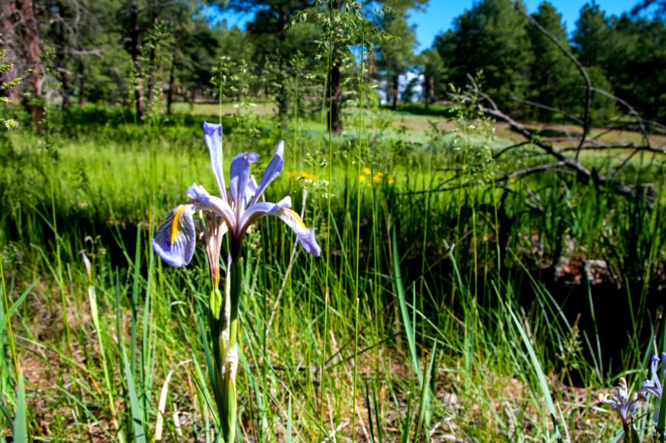 Griffith Spring Trail No. 189