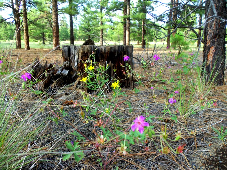 Summer Wildflowers near Old Caves Crater