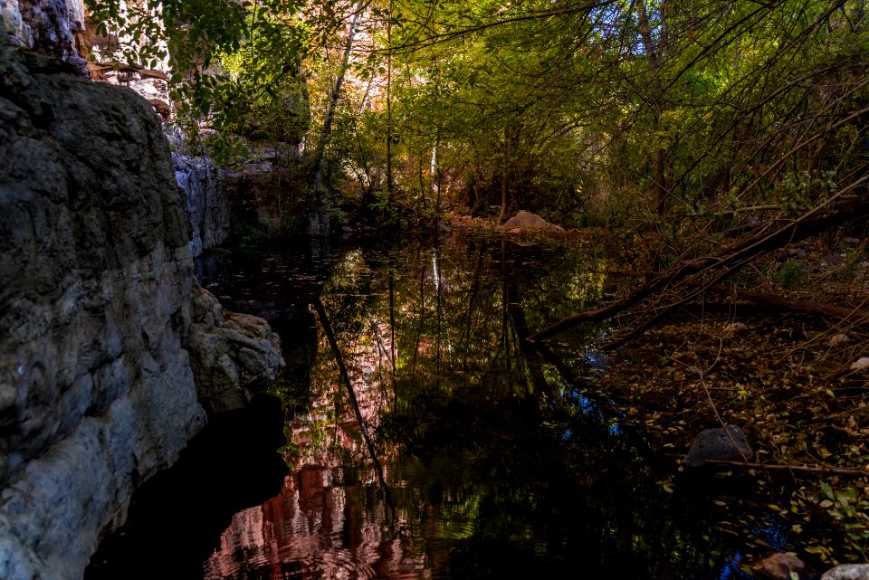Fall color on Parsons Trail (November 8, 2017)