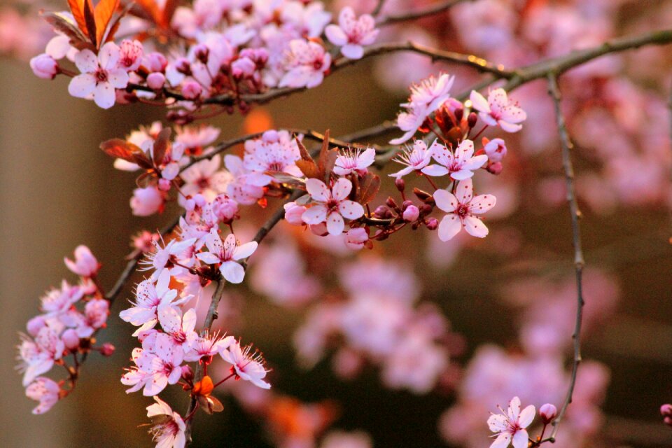 Bloom tree red